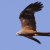 Milvus migrans